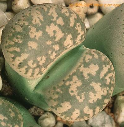 lithops gesinae v gesinae