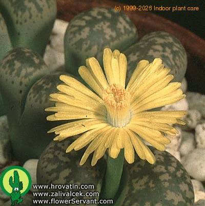 Lithops gesinae v gesinae flower 1577