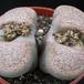 Lithops gracilidelineata 2