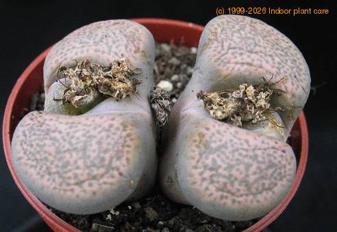 Lithops gracilidelineata 2