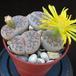 Lithops gracilidelineata