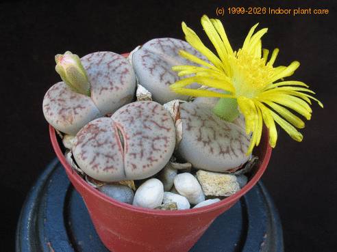 Lithops gracilidelineata