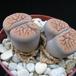 Lithops gracilidelineata brandbergensis
