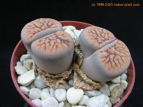 Lithops gracilidelineata brandbergensis