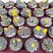 Lithops gracilidelineata dop
