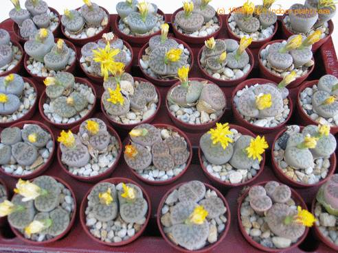 Lithops gracilidelineata dop