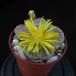 Lithops gracilidelineata flo