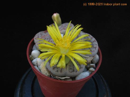 Lithops gracilidelineata flo
