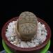 Lithops gracilidelineata MOP