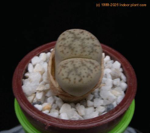 Lithops gracilidelineata MOP