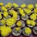 Lithops gracilidelineata pop