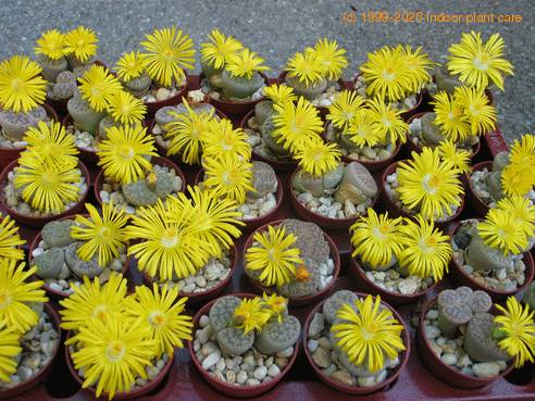 Lithops gracilidelineata pop