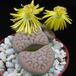 Lithops gracilidelineata5