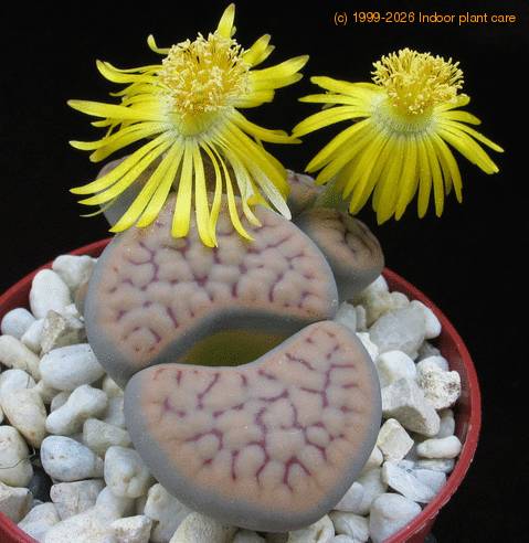 Lithops gracilidelineata5