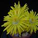 Lithops Gracilis ssp brandberg flo