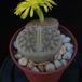 Lithops gracilis ssp brandbergensis