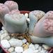 Lithops hookeri lutea