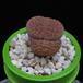 Lithops hookeri MOP