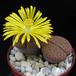 Lithops hookeri v lutea