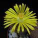 Lithops hookeri v lutea flo