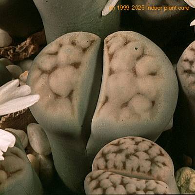 Lithops julii Chrysocephala-1 SIl