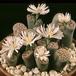 Lithops julii Chrysocephala SIb
