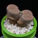 Lithops julii MOP