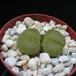 Lithops lesliei albinica