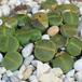 Lithops lesliei f albinica