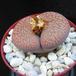 Lithops lesliei hornii