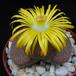 Lithops lesliei horniiflo
