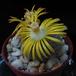 Lithops lesliei kimberley 1