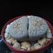 Lithops lesliei kimberley f