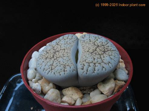 Lithops lesliei kimberley f