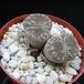 Lithops lesliei venteri