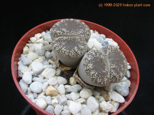 Lithops lesliei venteri