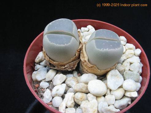 Lithops olivacea nebrownii