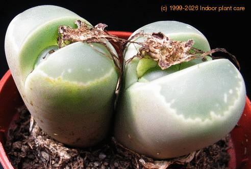 Lithops olivacea olivacea