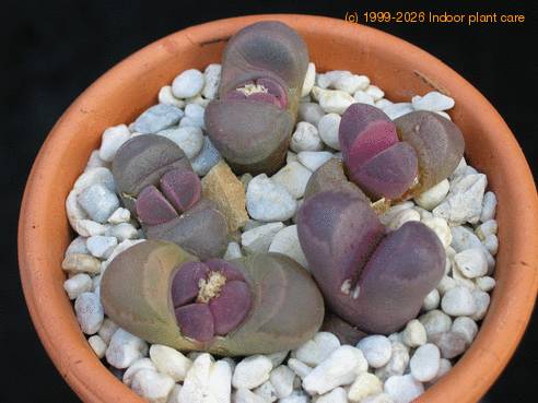 Lithops optica f rubra