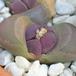 Lithops optica f rubra closeup