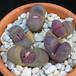 Lithops optica f rubra