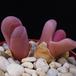 Lithops optica rubra SIb