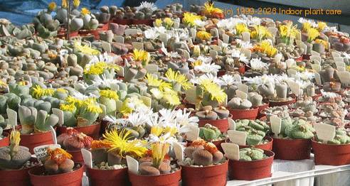 Lithops sp. 02