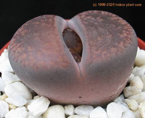 Lithops sp. 04