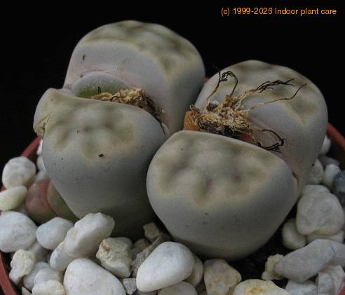 Lithops sp. 07