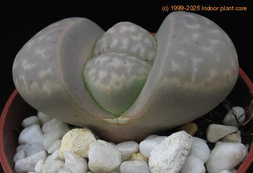 Lithops sp. 08