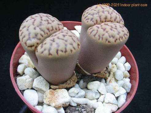 Lithops sp. 09