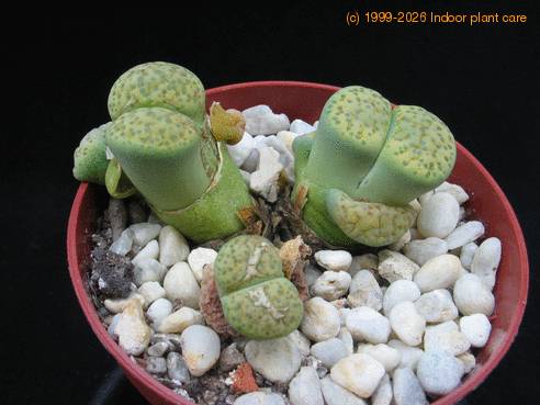 Lithops sp. 13