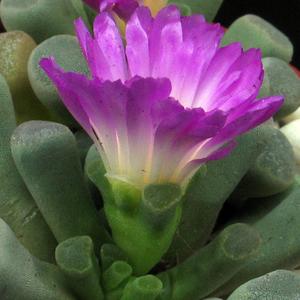 Living stones - Lithops