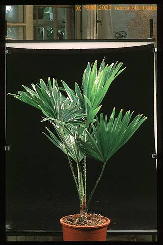 Livistona rotundifolia-1733